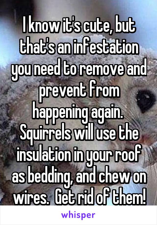 I know it's cute, but that's an infestation you need to remove and prevent from happening again.  Squirrels will use the insulation in your roof as bedding, and chew on wires.  Get rid of them!