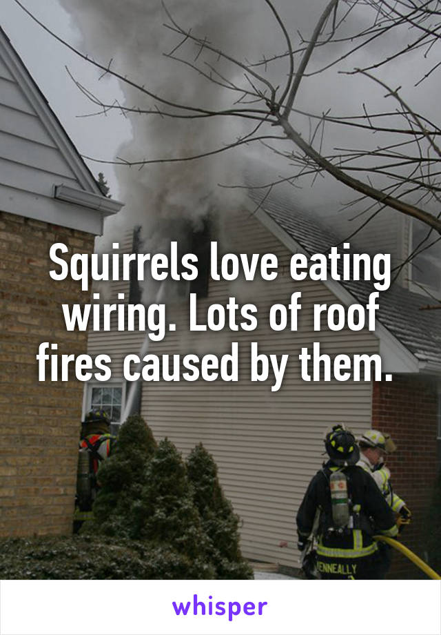 Squirrels love eating wiring. Lots of roof fires caused by them. 