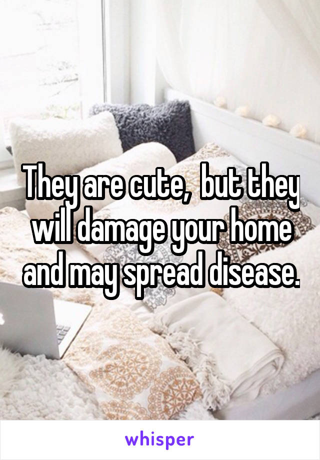 They are cute,  but they will damage your home and may spread disease.