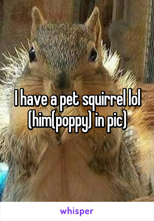 I have a pet squirrel lol (him(poppy) in pic)