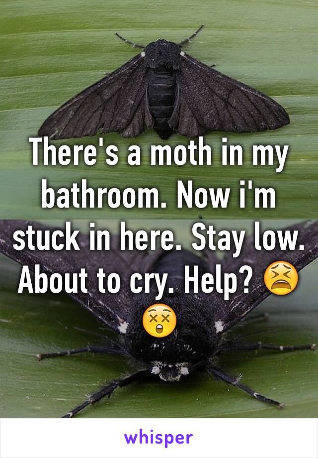 There's a moth in my bathroom. Now i'm stuck in here. Stay low. About to cry. Help? 😫😲