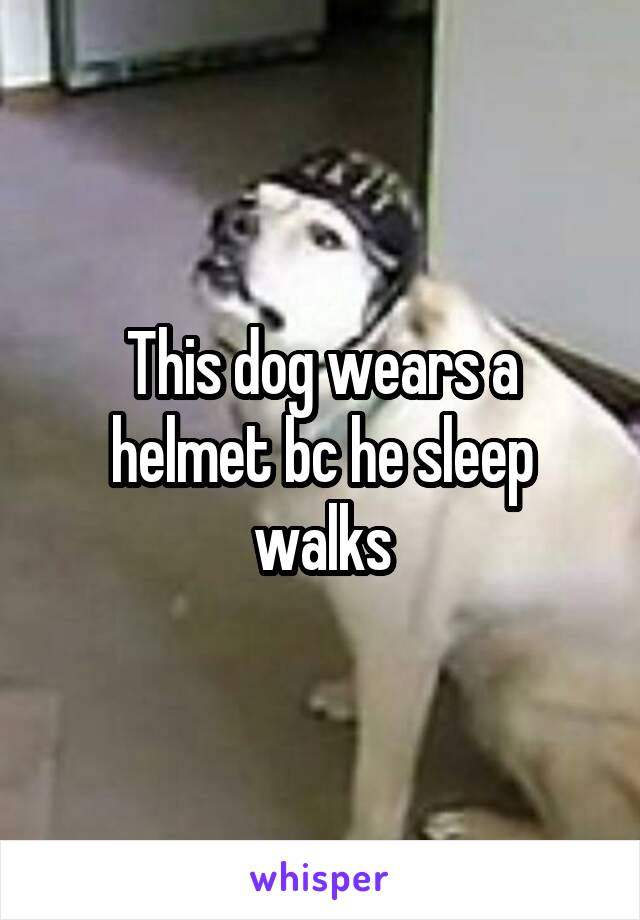 This dog wears a helmet bc he sleep walks