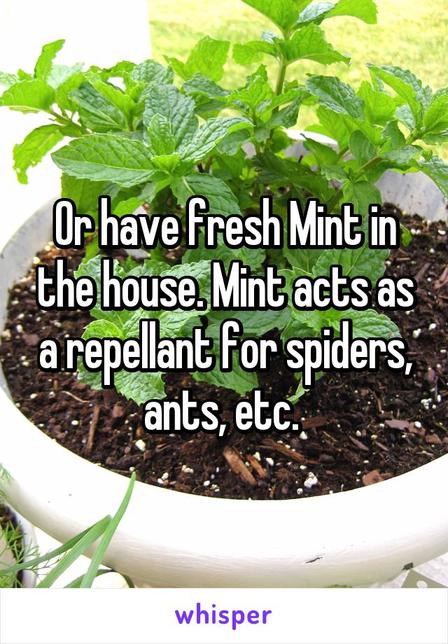 Or have fresh Mint in the house. Mint acts as a repellant for spiders, ants, etc. 