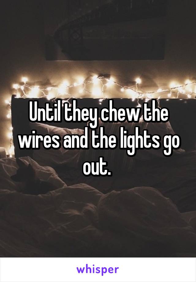 Until they chew the wires and the lights go out. 