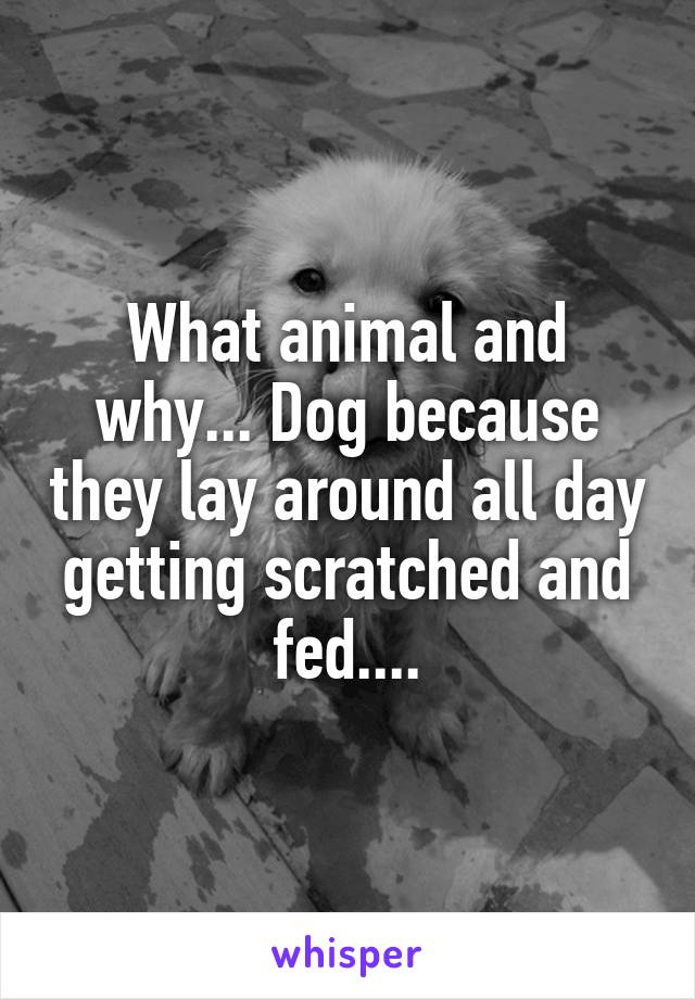 What animal and why... Dog because they lay around all day getting scratched and fed....