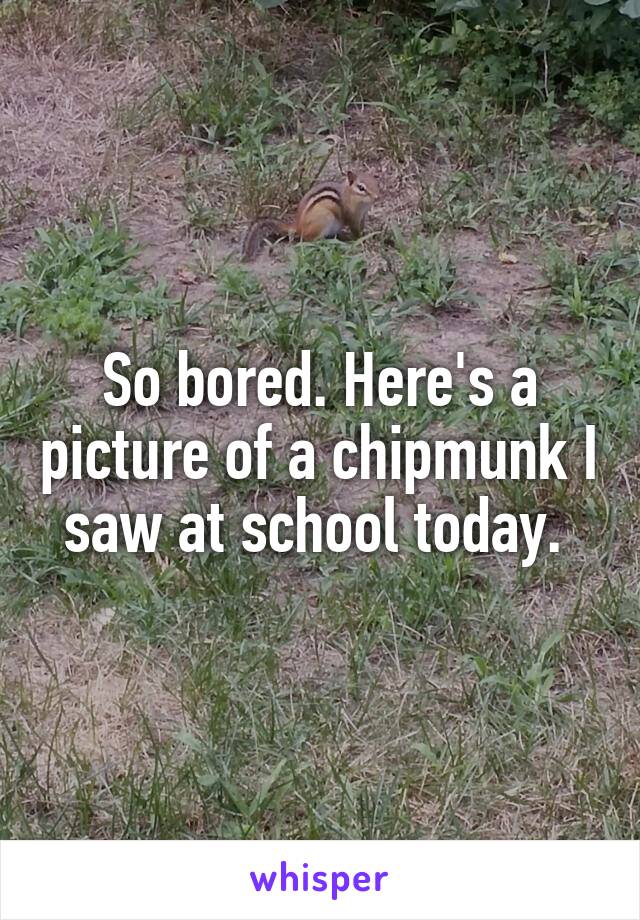 So bored. Here's a picture of a chipmunk I saw at school today. 