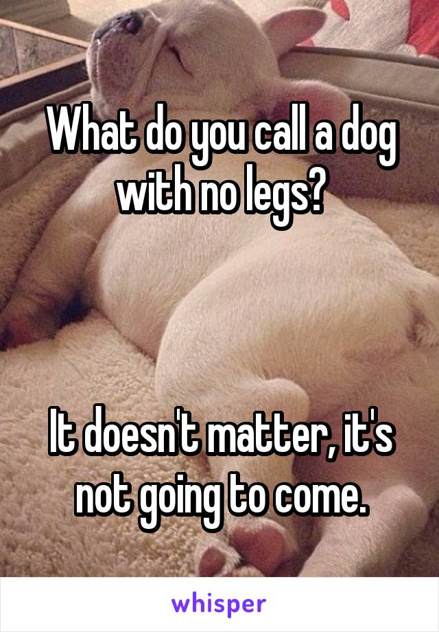 What do you call a dog with no legs?



It doesn't matter, it's not going to come.