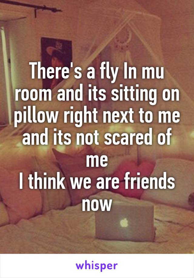 There's a fly In mu room and its sitting on pillow right next to me and its not scared of me
I think we are friends now