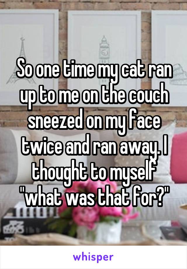 So one time my cat ran up to me on the couch sneezed on my face twice and ran away. I thought to myself "what was that for?"