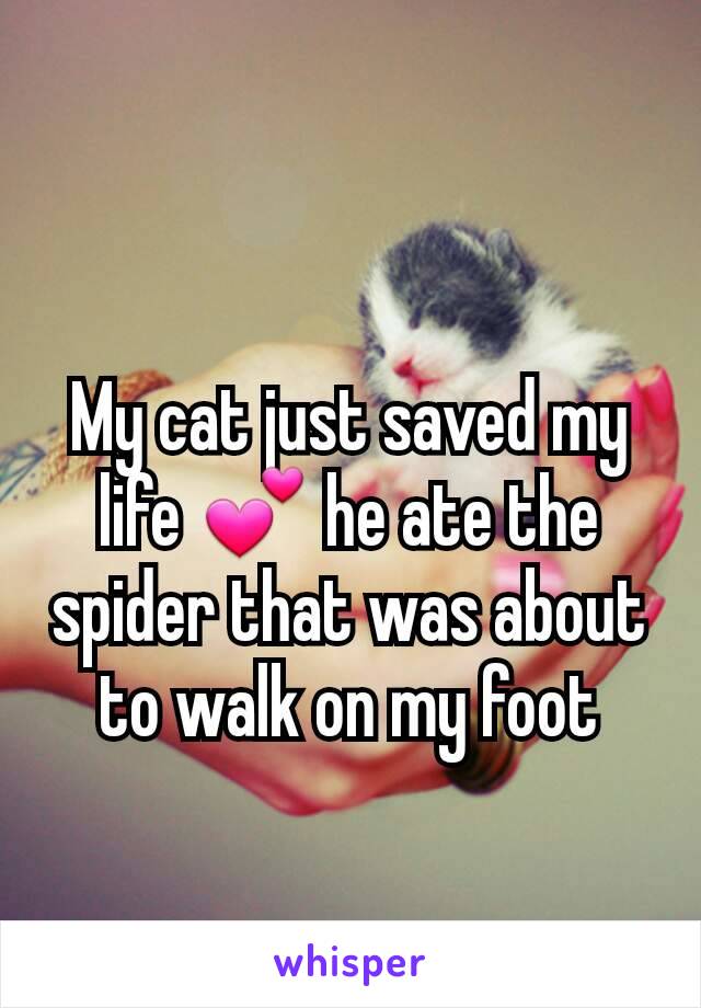 My cat just saved my life 💕 he ate the spider that was about to walk on my foot
