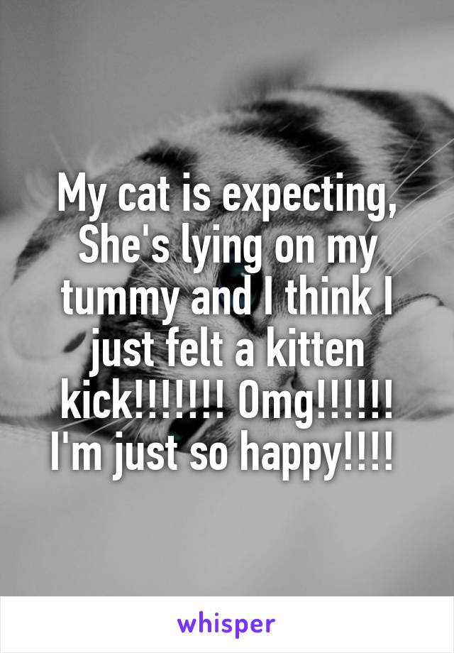 My cat is expecting, She's lying on my tummy and I think I just felt a kitten kick!!!!!!! Omg!!!!!! I'm just so happy!!!! 