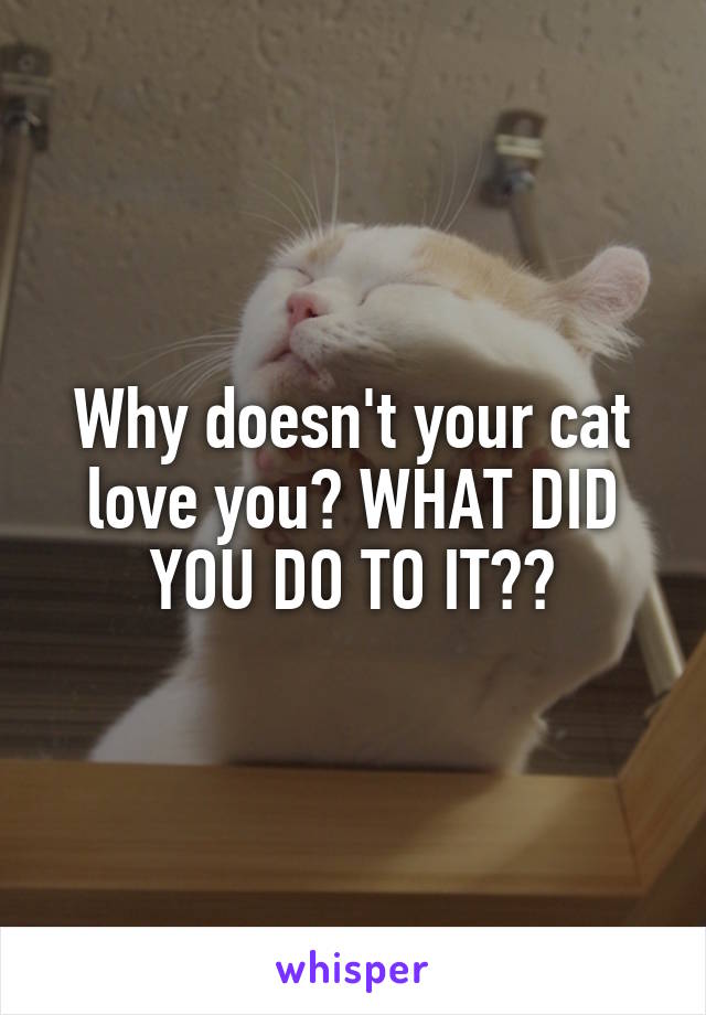 Why doesn't your cat love you? WHAT DID YOU DO TO IT??
