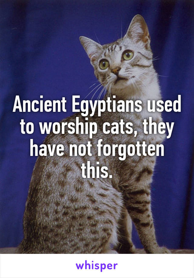 Ancient Egyptians used to worship cats, they have not forgotten this.