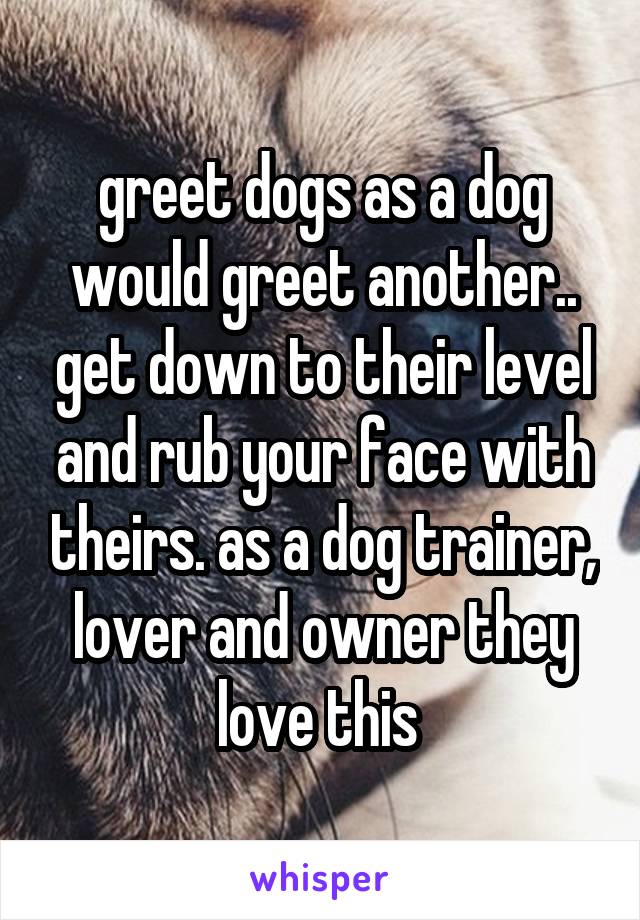 greet dogs as a dog would greet another.. get down to their level and rub your face with theirs. as a dog trainer, lover and owner they love this 