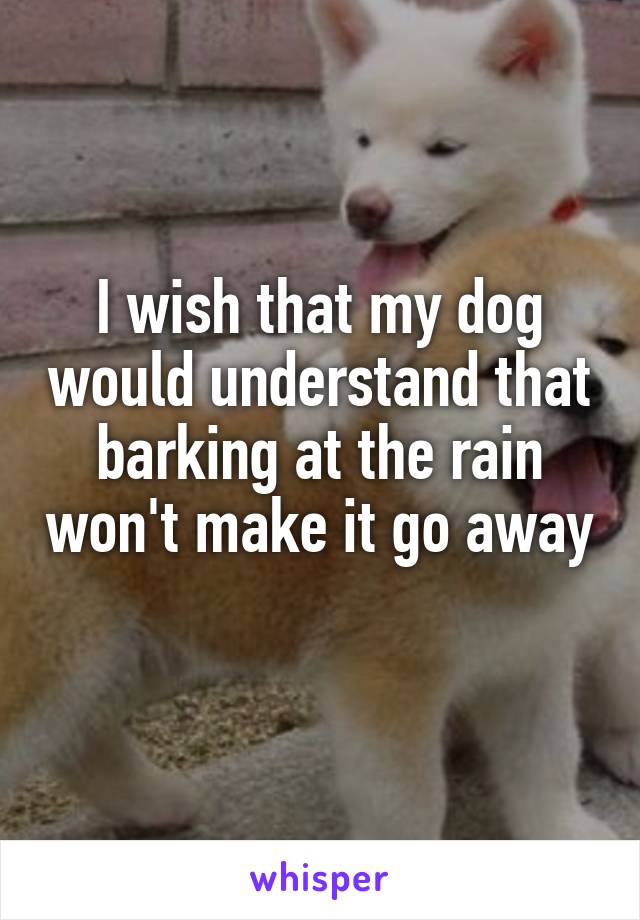 I wish that my dog would understand that barking at the rain won't make it go away 