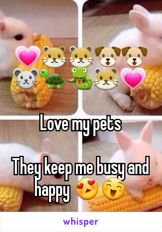 💗🐹🐹🐶🐶🐭🐢🐍🐹💗 

Love my pets

They keep me busy and happy 😍😄
