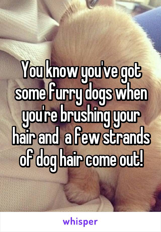 You know you've got some furry dogs when you're brushing your hair and  a few strands of dog hair come out!