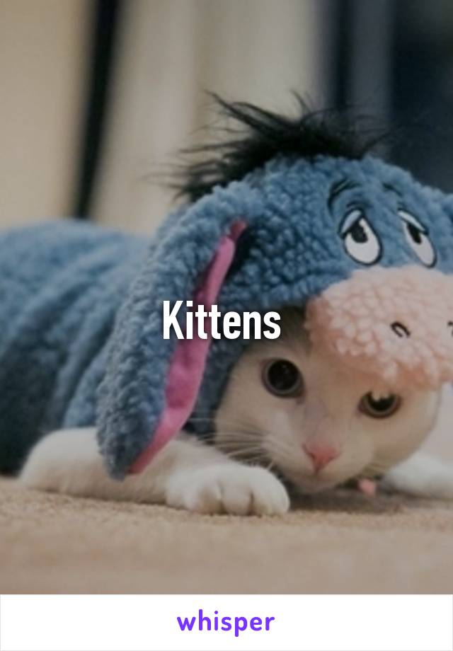 Kittens 