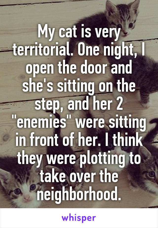 My cat is very territorial. One night, I open the door and she's sitting on the step, and her 2 "enemies" were sitting in front of her. I think they were plotting to take over the neighborhood.