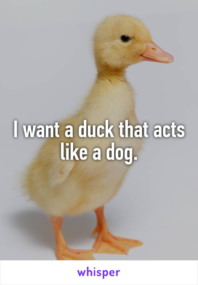 I want a duck that acts like a dog.