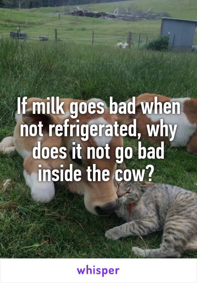 If milk goes bad when not refrigerated, why does it not go bad inside the cow? 