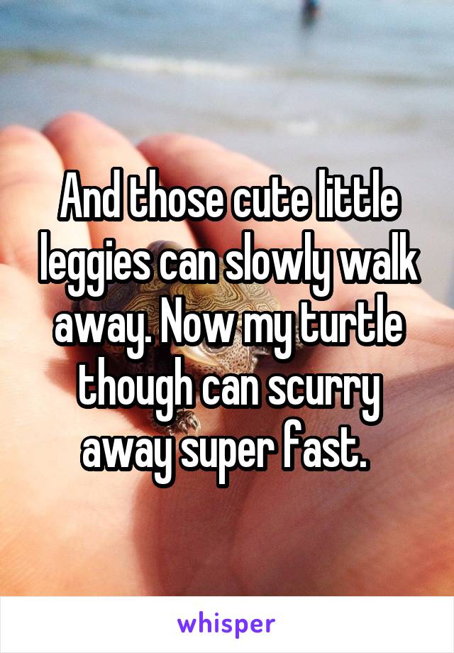 And those cute little leggies can slowly walk away. Now my turtle though can scurry away super fast. 