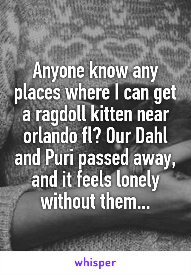 Anyone know any places where I can get a ragdoll kitten near orlando fl? Our Dahl and Puri passed away, and it feels lonely without them...