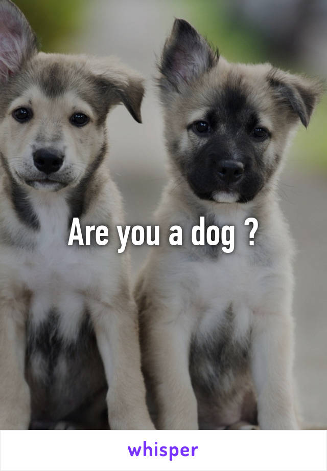 Are you a dog ?