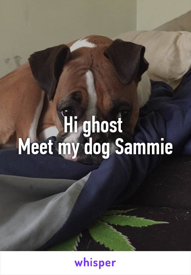 Hi ghost 
Meet my dog Sammie