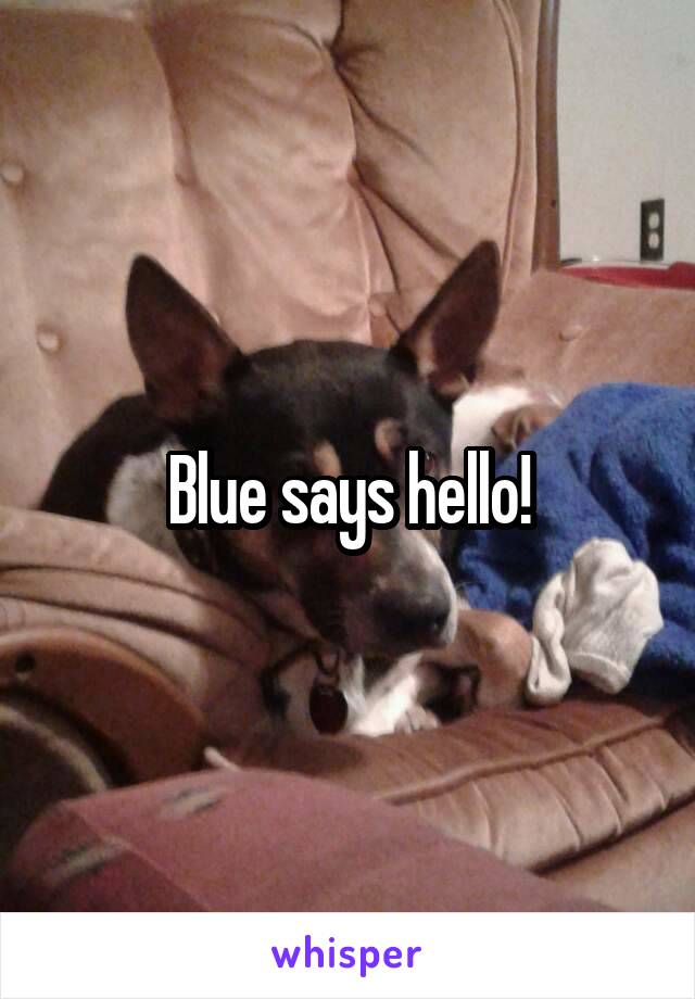Blue says hello!