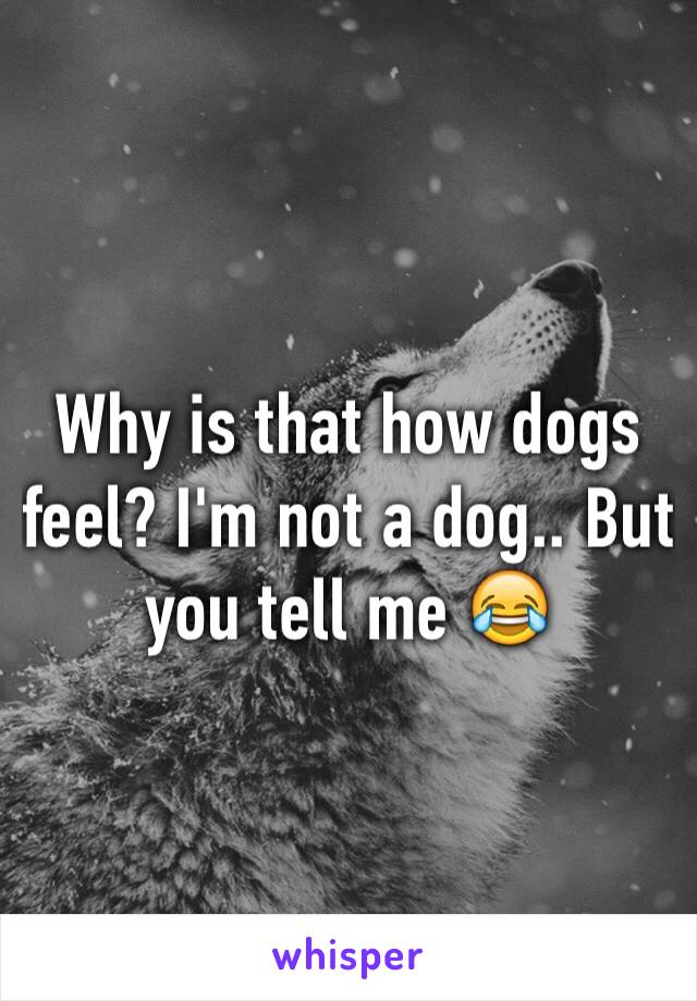 Why is that how dogs feel? I'm not a dog.. But you tell me 😂