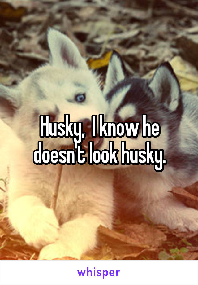 Husky,  I know he doesn't look husky.