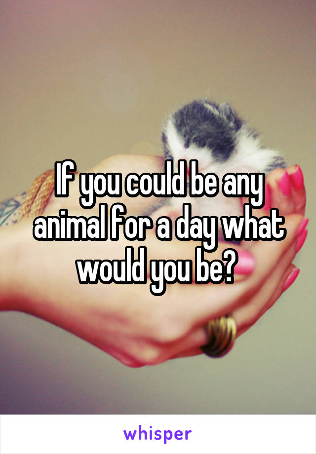 If you could be any animal for a day what would you be? 