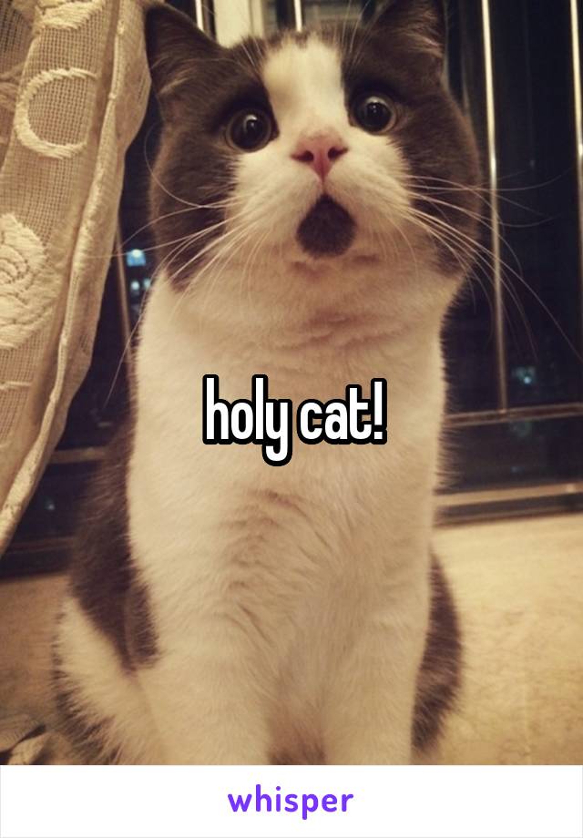 holy cat!