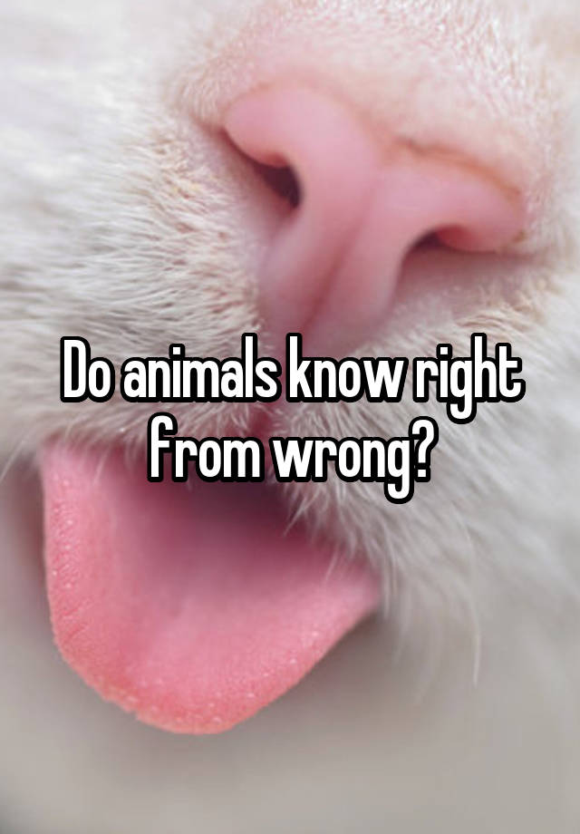 do-animals-know-right-from-wrong