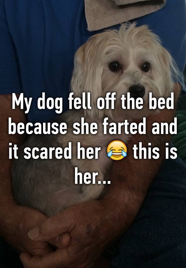 My dog fell off the bed because she farted and it scared her 😂 this is