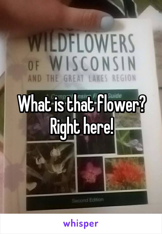 What is that flower? Right here!