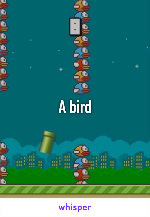 A bird