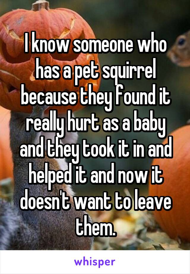 I know someone who has a pet squirrel because they found it really hurt as a baby and they took it in and helped it and now it doesn't want to leave them.