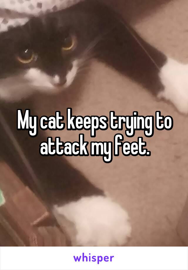 My cat keeps trying to attack my feet.