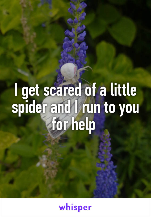 I get scared of a little spider and I run to you for help 