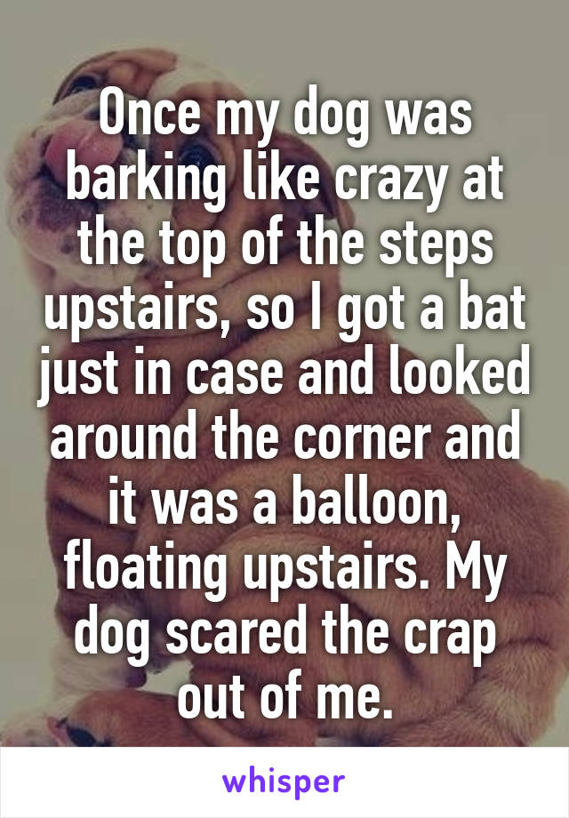 Once my dog was barking like crazy at the top of the steps upstairs, so I got a bat just in case and looked around the corner and it was a balloon, floating upstairs. My dog scared the crap out of me.