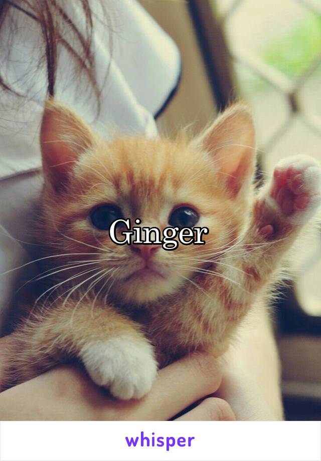 Ginger 