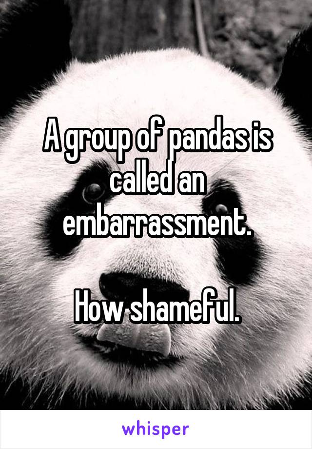 A group of pandas is called an embarrassment.

How shameful.