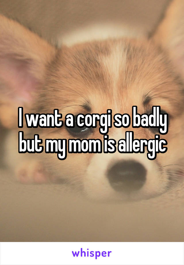 I want a corgi so badly but my mom is allergic