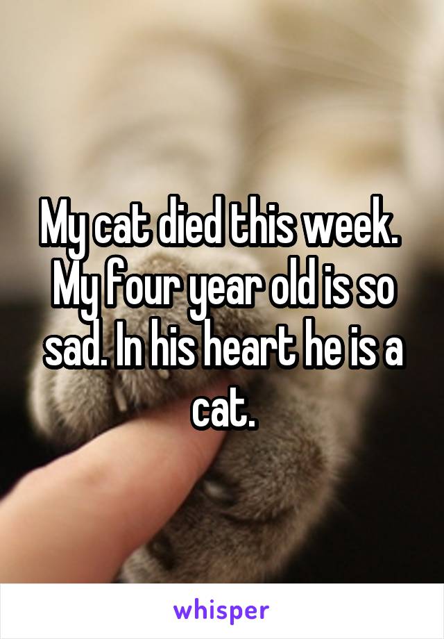 My cat died this week.  My four year old is so sad. In his heart he is a cat.