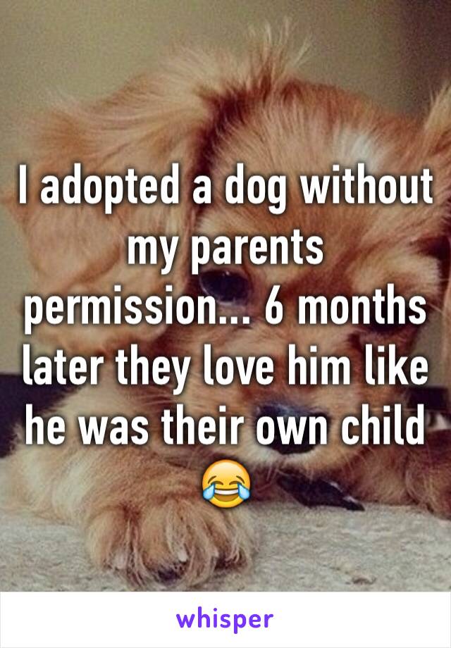 I adopted a dog without my parents permission... 6 months later they love him like he was their own child 😂