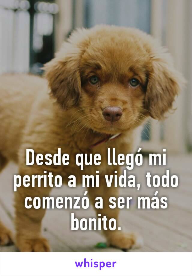 Desde que llegó mi perrito a mi vida, todo comenzó a ser más bonito.