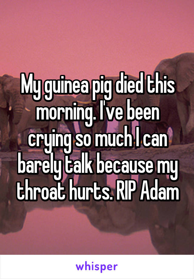 My guinea pig died this morning. I've been crying so much I can barely talk because my throat hurts. RIP Adam