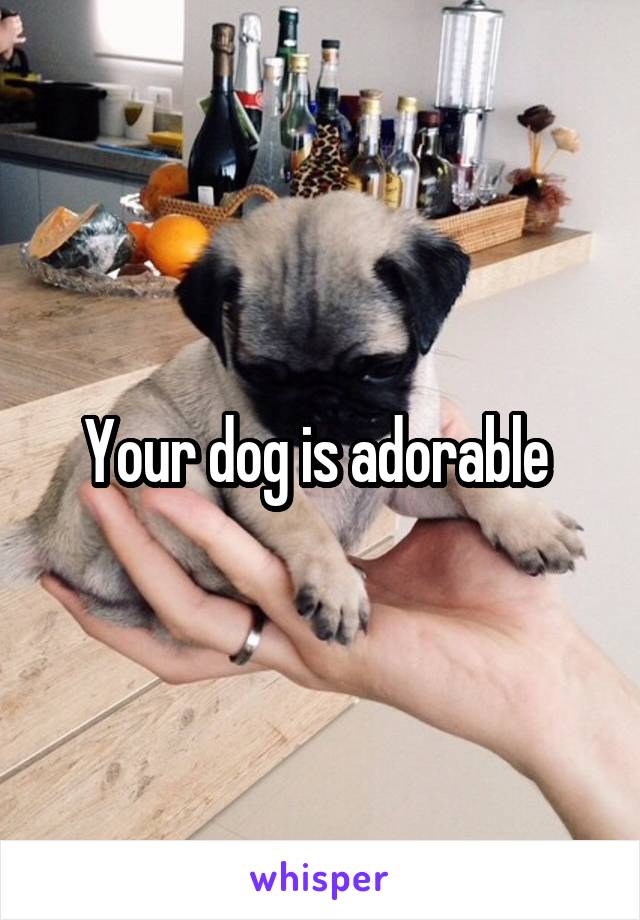 Your dog is adorable 